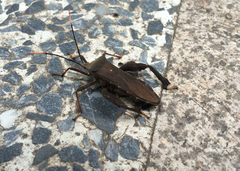 Pseudomictis distinctus