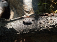 Chrysobothris affinis