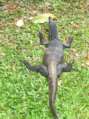 Varanus salvator