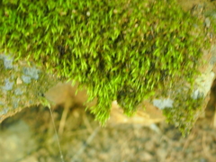 Schistidium crassipilum