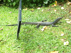 Varanus salvator