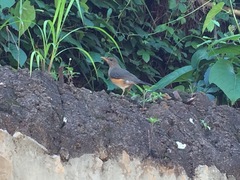 Turdus pelios