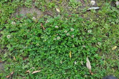 Trifolium repens