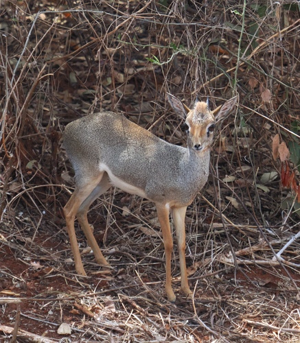 Hinde's Dik-dik