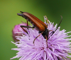 Pedostrangalia pubescens