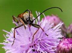 Pedostrangalia pubescens
