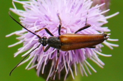 Pedostrangalia pubescens