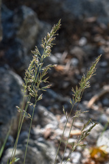 Poa secunda secunda