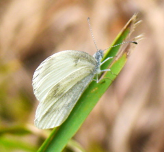 Dismorphiinae