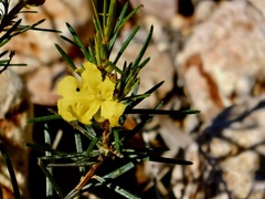 Hibbertia capensis