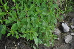 Mentha arvensis