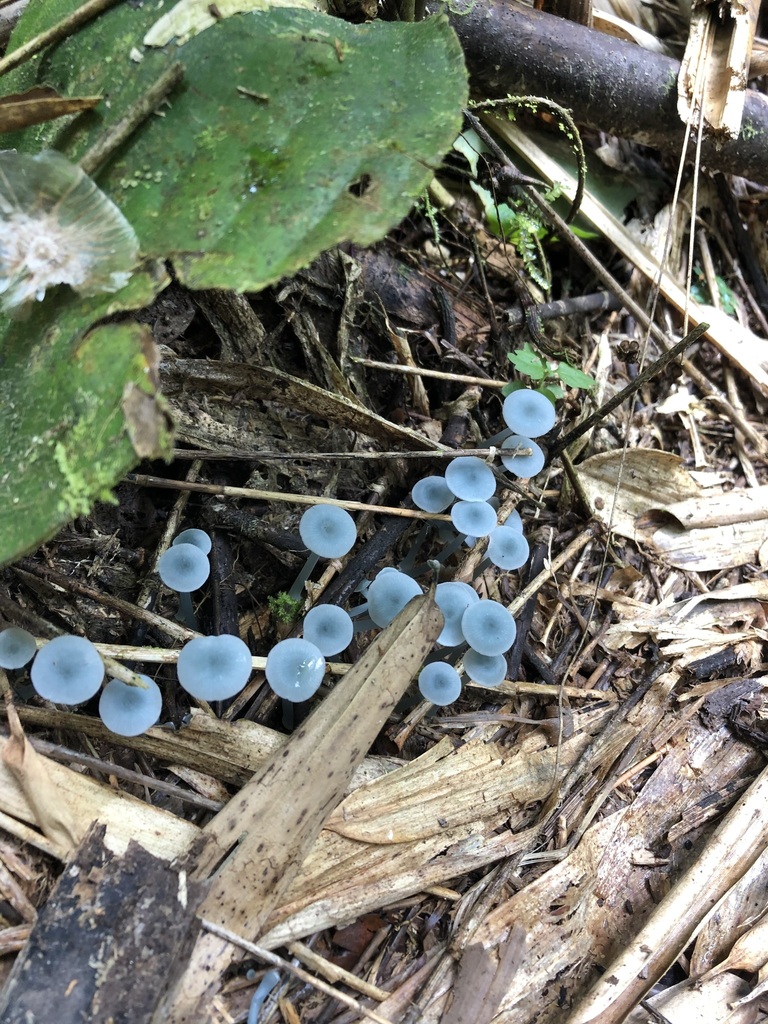 Clitocybula azurea · March 2020 · photo: © blazeclaw (iNaturalist, cc-by)