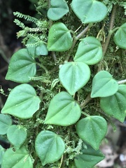 Greenhouse Peperomia (Peperomia serpens)