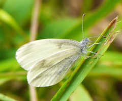 Dismorphiinae