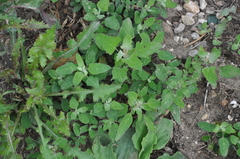 Chenopodium album