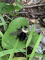 Laphria grossa