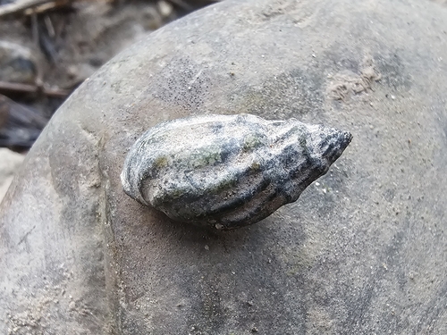 Melanopsis cariosa