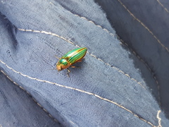 Buprestis aurulenta