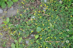 Medicago lupulina