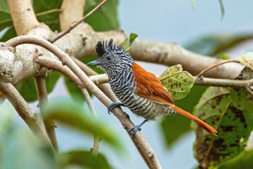 Chestnut-backed Antshrike