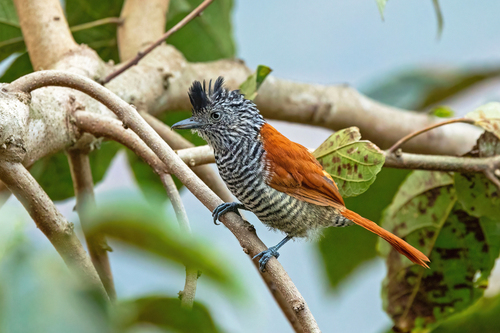 Chestnut-backed Antshrike
