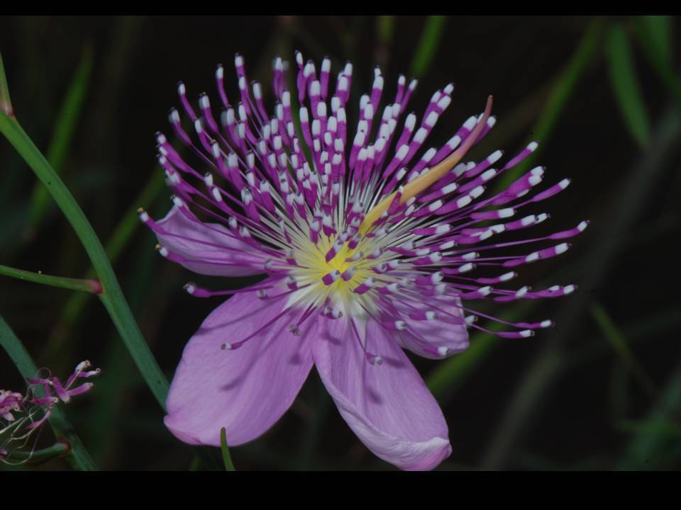 Cleome angulata