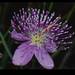 Cleome angulata - Photo (c) Aparna Watve, some rights reserved (CC BY-NC), uploaded by Aparna Watve
