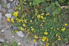 Lotus corniculatus