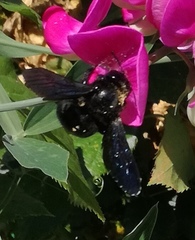 Xylocopa