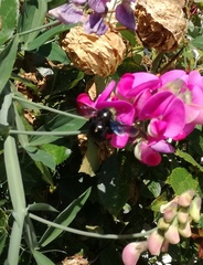 Xylocopa