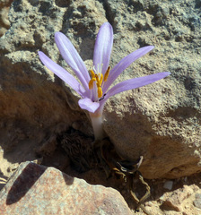 Colchicum tunicatum