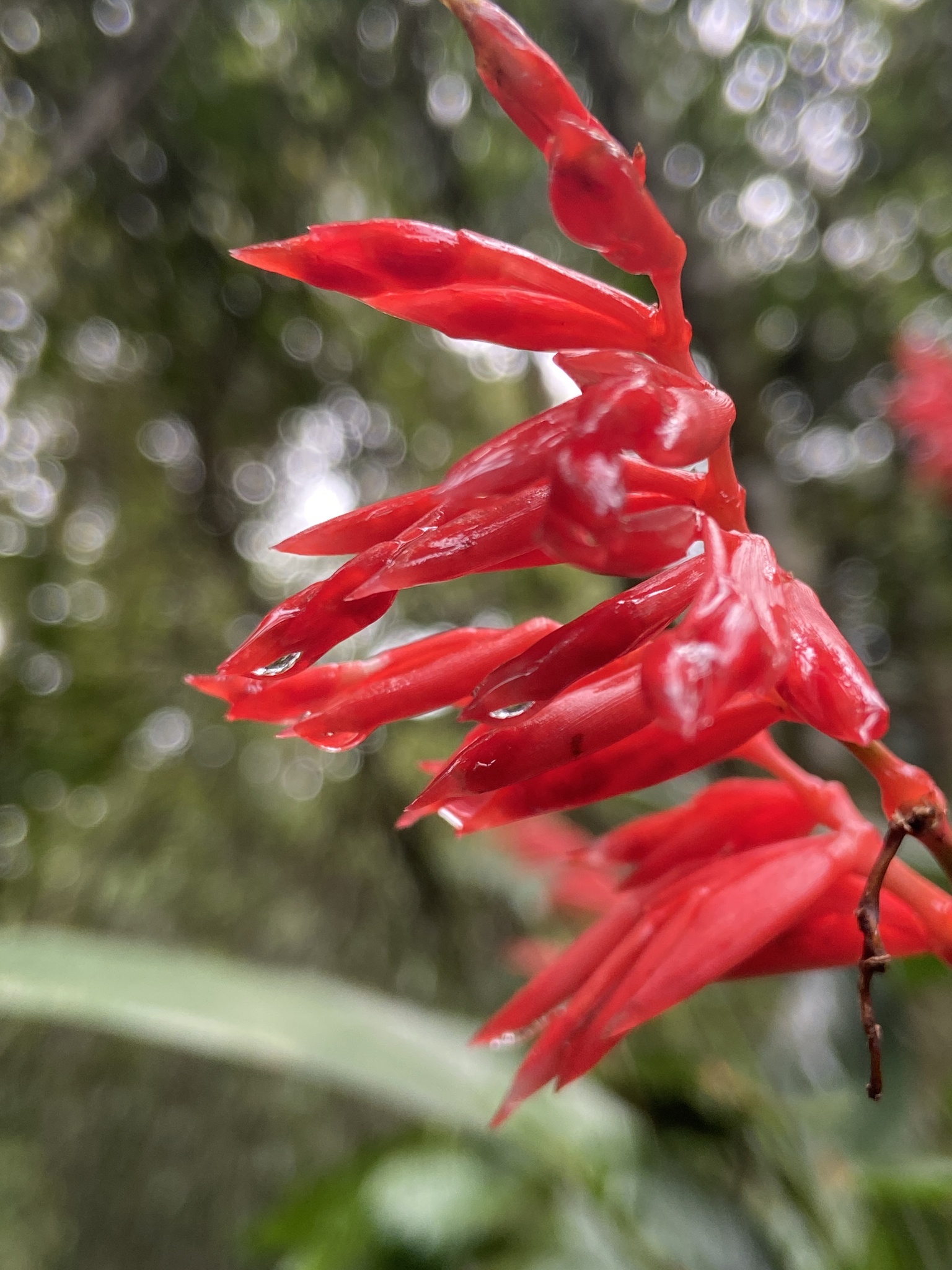 Imagem de Calateia Triostar
