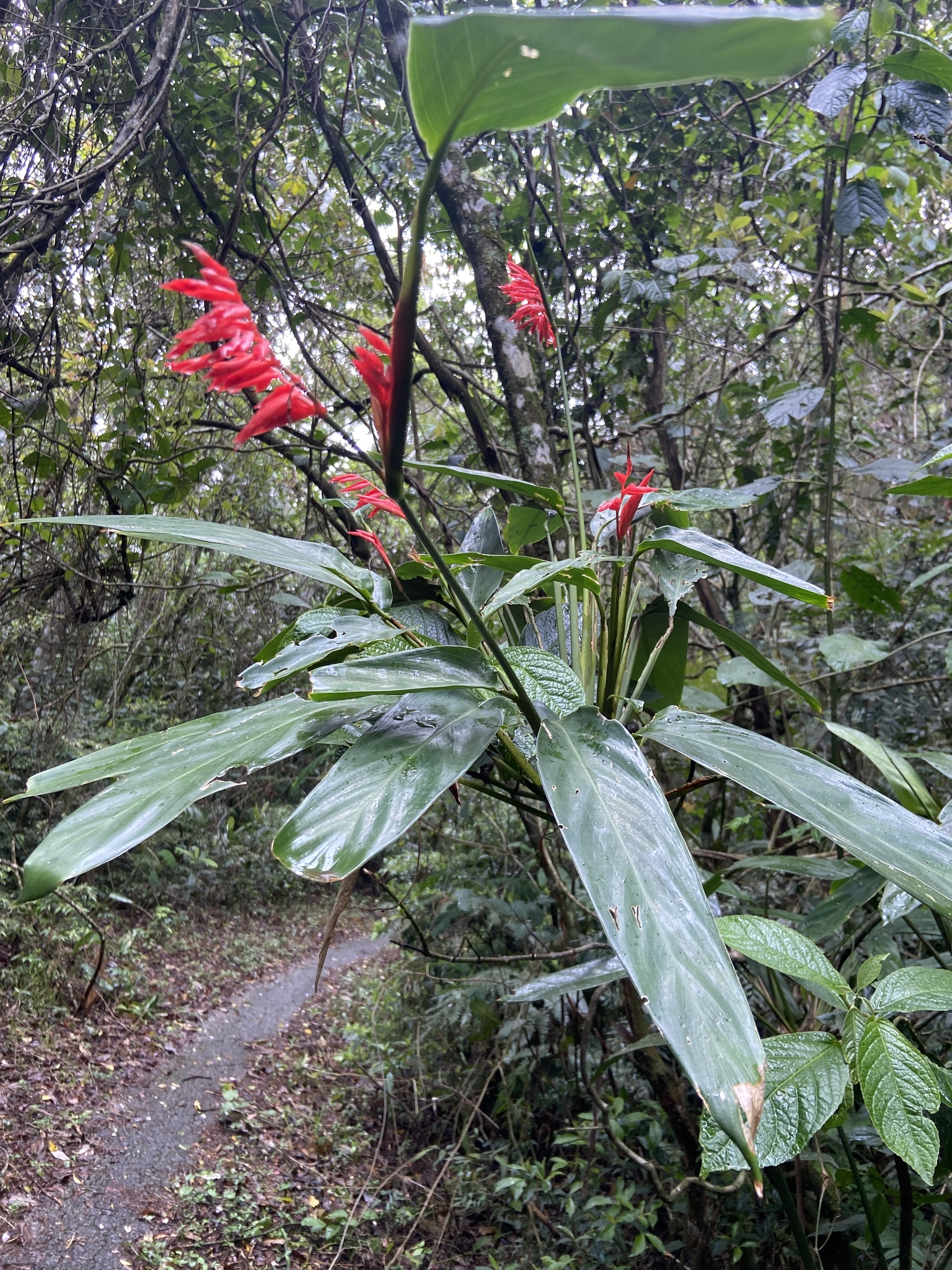 Imagem de Calateia Triostar