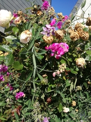 Xylocopa