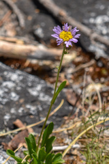 Erigeron glacialis glacialis
