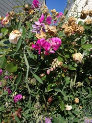 Xylocopa
