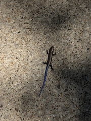 Plestiodon fasciatus