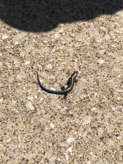 Plestiodon fasciatus