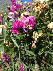 Xylocopa