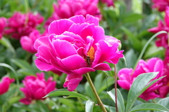 Ophiogomphus anomalus