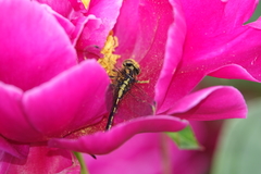 Ophiogomphus anomalus