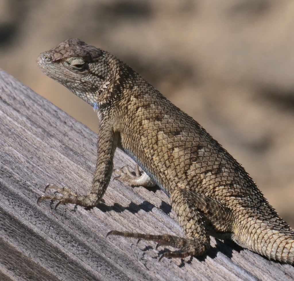 Sceloporus undulatus
