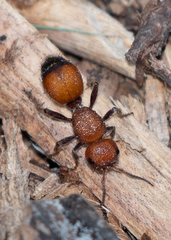 Dasymutilla creon
