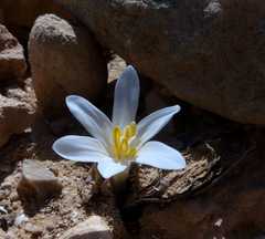 Colchicum tunicatum