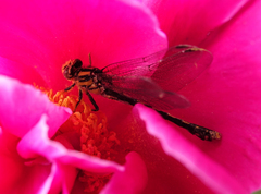 Ophiogomphus anomalus