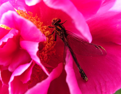 Ophiogomphus anomalus