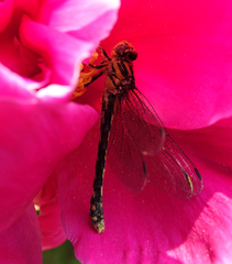 Ophiogomphus anomalus