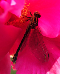 Ophiogomphus anomalus