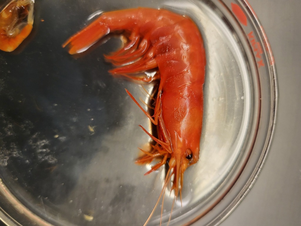 Spiny pelagic deep-sea shrimp