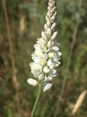Polygala alba